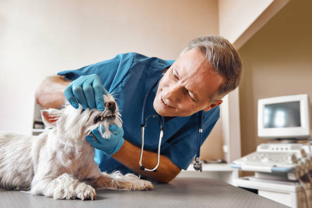 Best Tooth Infection Emergency Dentist  in Reed City, MI